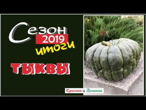 Видео: Тыквы. Вкусные и урожайные сорта. Итог 2019. Огород в Сибири