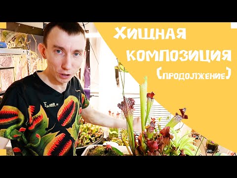 Видео: хищная композиция