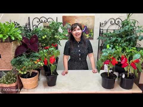 Видео: ПОСЛЕ ЭТОЙ ПОДКОРМКИ ТОМАТЫ И ПЕРЦЫ ЗАВАЛЯТ УРОЖАЕМ ДАЖЕ ЗИМОЙ!