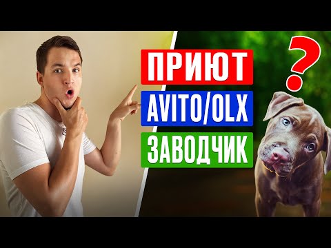 Видео: Худшие ошибки при выборе собаки | Как выбрать щенка