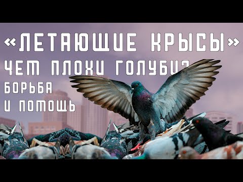 Видео: Как в городе появились голуби? Чем они плохи?