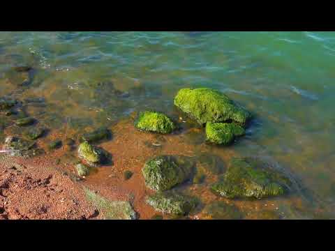 Видео: Зеленые водоросли на камнях в Хаджибейском лимане