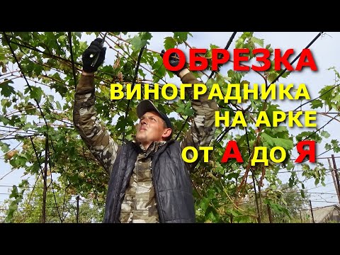 Видео: КАК ОБРЕЗАТЬ ВИНОГРАД НА АРКЕ, НАЧИНАЯ С ПЕРВОГО ГОДА РАЗВИТИЯ КУСТА