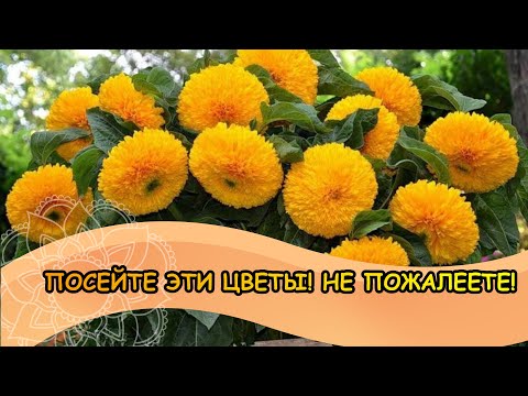 Видео: ПОСЕЙТЕ эти ЦВЕТЫ! НЕ ПОЖАЛЕЕТЕ!/Sow these flowers!
