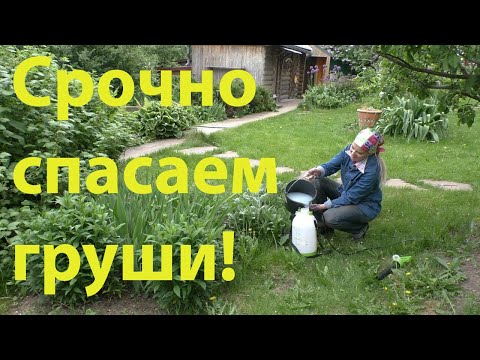 Видео: Обрабатываем груши от ржавчины