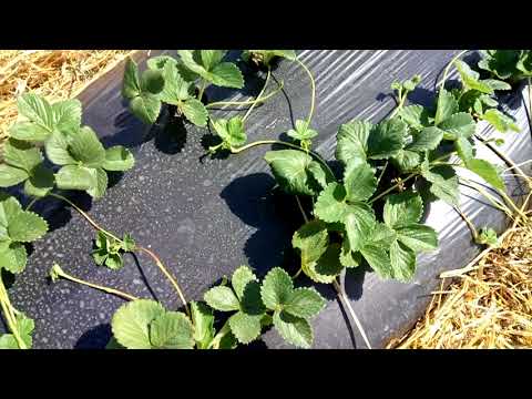 Видео: клубника.  не все бывает так гладко как кажется .