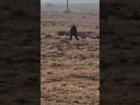 Видео: Выгул домашних животных :) #птицы #журавли #мастерскаяжуравли