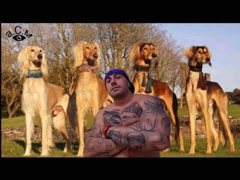 Видео: КУЧЕТА ПОРОДА ХРЪТКА    а.С.м