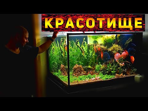 Видео: Красивейший аквариум Травник с Дискусами 750 литров!