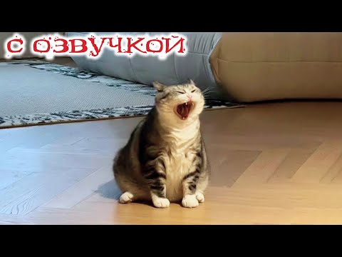Видео: Приколы с котами! С ОЗВУЧКОЙ! Смешные коты! САМЫЕ СМЕШНЫЕ ЖИВОТНЫЕ! До слез!!