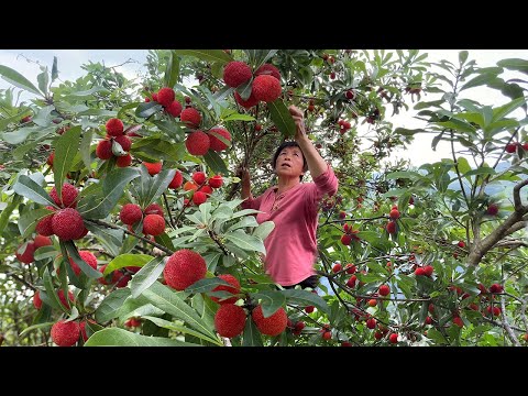 Видео: Бабушка встряхивает землю байберри, и после 90 дней брожения она пьет сладкое байберри