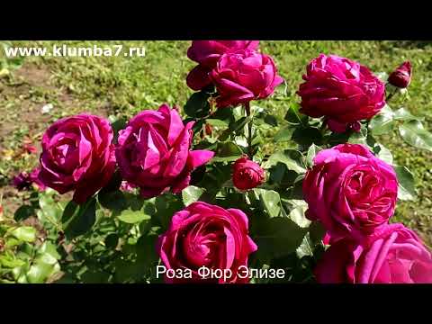 Видео: Розы, сорта НОВИНКИ, селекция 2020 года, Роза Фюр Элизе и роза Амороза!