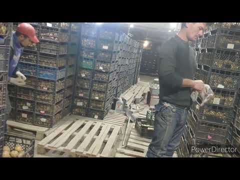 Видео: Хранение и уборка картофеля.