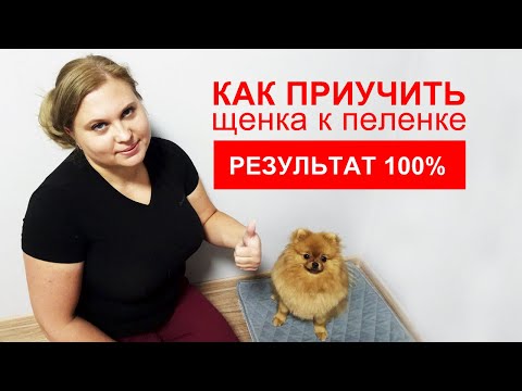 Видео: Топ 11 советов | Как приучить щенка к пеленке | 100% результат | Подробная инструкция