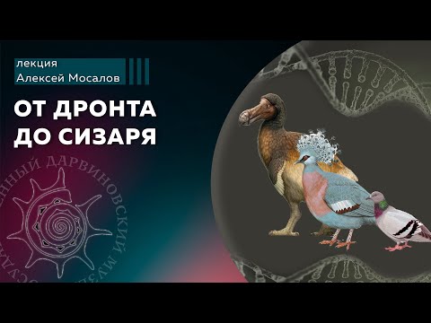 Видео: От дронта до сизаря