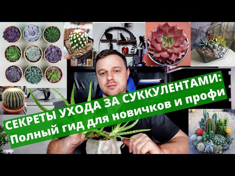 Видео: СЕКРЕТЫ УХОДА ЗА СУККУЛЕНТАМИ: Полный гид для новичков и профи Уход, Размножение, Вредители, Ошибки