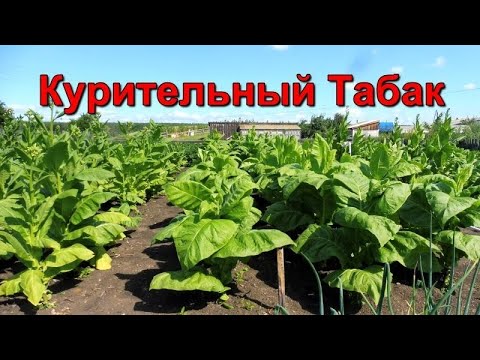 Видео: Табак - Вредители и болезни - и как с ними бороться.