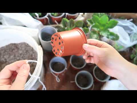 Видео: Как пересадить подросшую фиалку в БОЛЬШОЙ ГОРШОК? Плюс переводим фиалку на ФИТИЛЬ