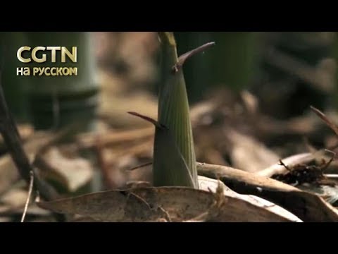 Видео: Китай на кончике языка Серия 1 Дары природы Часть 1