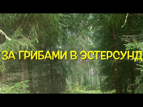 Видео: За грибами в центр города Эстерсунд 