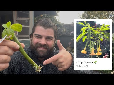 Видео: Простые осенние черенки бругмансии 🌱