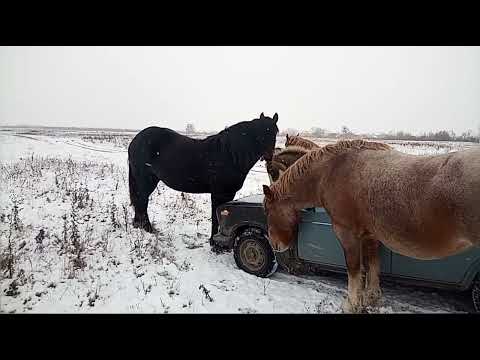 Видео: Перший сніг 😁👍💪