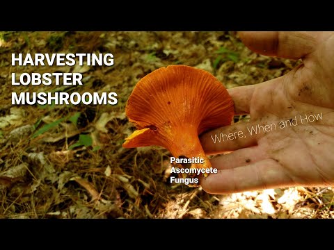 Видео: Сбор лобстеров. Где и когда искать #еду