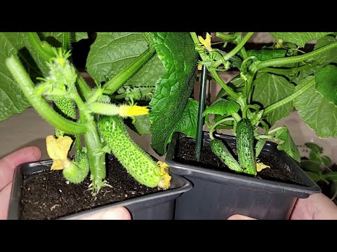 Видео: ИНТЕРЕСНЫЙ СПОСОБ ВЫРАЩИВАНИЯ ОГУРЦОВ В СТАКАНЕ для дома   ПОШАГОВОЕ РУКОВОДСТВО
