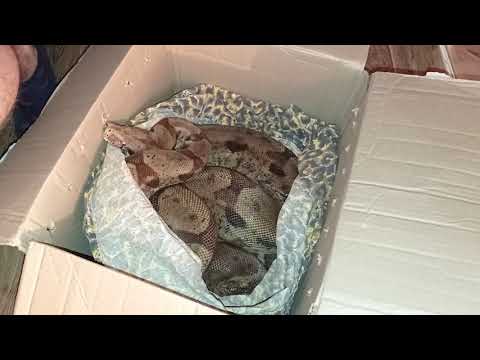 Видео: Распаковка крупных удавов