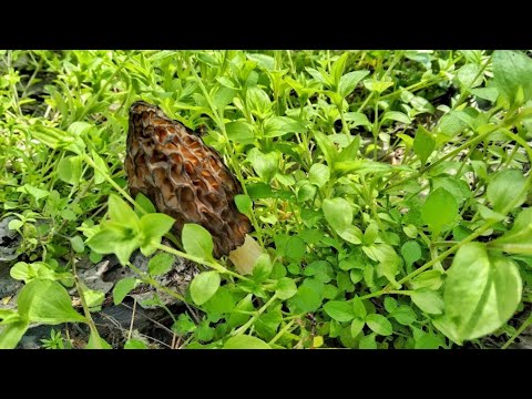 Видео: НАКОНЕЦ-ТО ОНИ ПОШЛИ!! Первые весенние грибы!!Сбор грибов сморчков