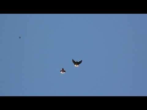 Видео: Стрижи и ласточки,враги или друзья..