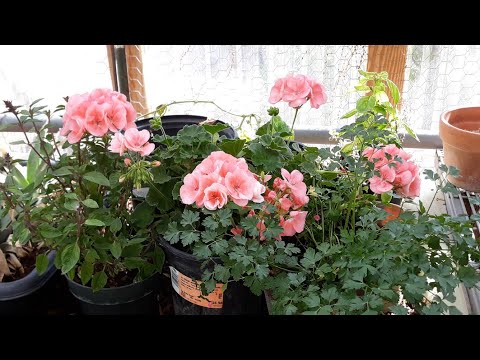 Видео: Пришло время для ноябрьского обновления теплиц!