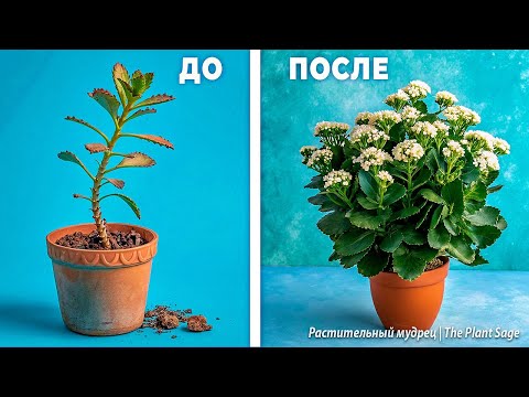 Видео: КАЛАНХОЭ НЕ ЦВЕТЕТ СУШИТ ЛИСТЬЯ И ВЫТЯГИВАЕТСЯ? ОШИБКИ, КОТОРЫЕ СОВЕРШАЮТ ВСЕ!