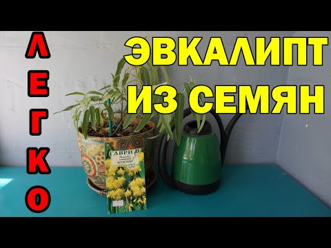 Видео: ЭВКАЛИПТ ИЗ СЕМЯН - ПРОСТОЙ СПОСОБ ВЫРАЩИВАНИЯ