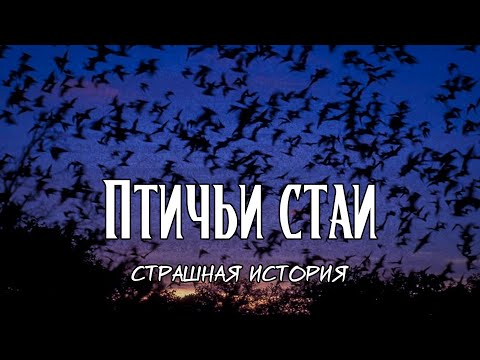 Видео: Птичьи стаи | Страшная история
