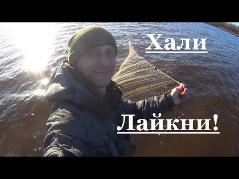 Видео: Ловля корюшки на Колья сетками!Таких лепёшек давно не ловил