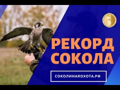 Видео: Лошадь Мася, подорлик Мистер Блэк, сокол сапсан Аркан. 02.05.20