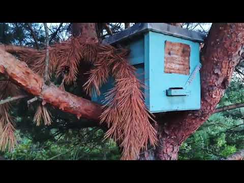 Видео: 27.07.25. Кража ульев с кочевки!!! Забираю рой!!!