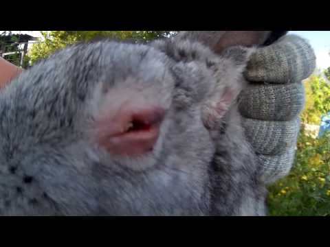 Видео: Лечение кроликов от Миксоматоза (закисшие глаза, шишки на ушах).