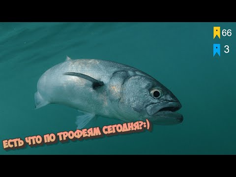 Видео: Русская рыбалка 4🐟Ахтуба я иду!🐟Мегазакорм буфа🐟Форелька?🐟Боксы трово, Баллы твич!🐟 #fishing