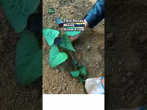 Видео: Выращивай крупный батат!  Не сажай черенки вертикально #Батат #Огород  #сад #урожай