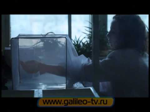 Видео: Галилео. Комары