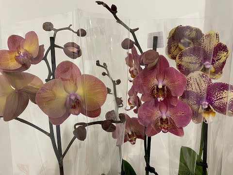 Видео: "7 ЦВЕТОВ" ШИКАРНЫЙ ЗАВОЗ ОРХИДЕЙ И ДРУГИХ ЦВЕТОВ.