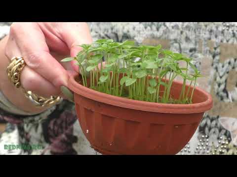 Видео: Псидиум, или Гуава, устар  Гуйава - фруктовое дерево в доме.