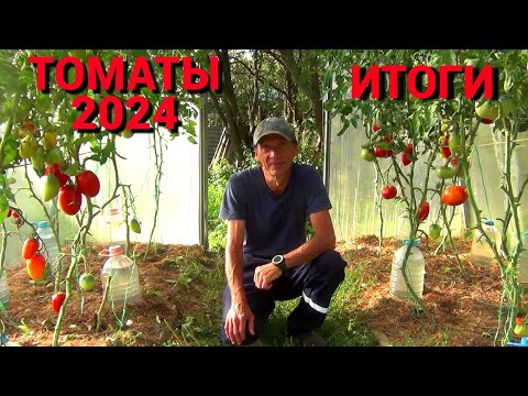 Видео: ТОМАТЫ 2024. ИТОГИ СЕЗОНА. СОРТА ЛИДЕРЫ и НЕУДАЧНИКИ.