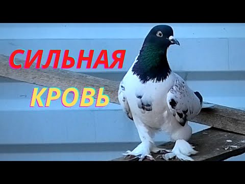 Видео: Черноголовый голубь! Вот что я от него получил!