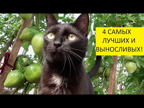 Видео: 4 лучших сорта томатов! Батяня, Любимый праздник, Пудовик, Тяжеловес Сибири.