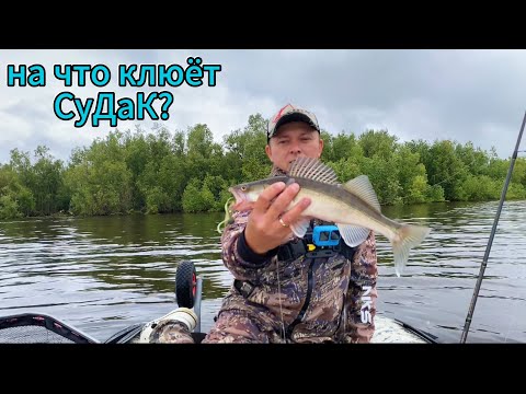 Видео: Судак.Рыбалка на Оби.Ловлю судака по большой воде.Рыбалка в Сургуте.ХМАО
