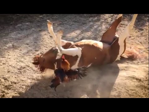Видео: ПЕТУХ В ДЕЛЕ! Дерзкий хозяин двора, который бросается на всех и даже ТРЕНИРУЕТ ЛОШАДЕЙ!