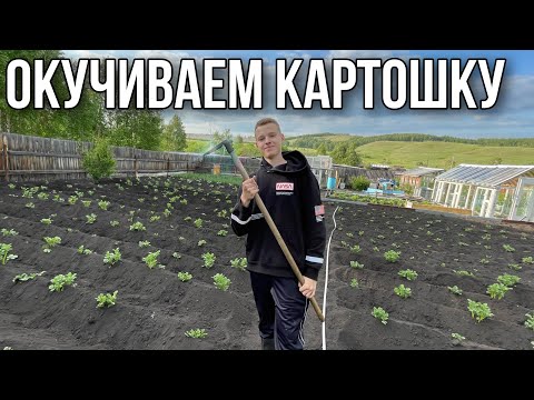 Видео: Начинаем окучивать картошку | смеёмся с Бабой Галей